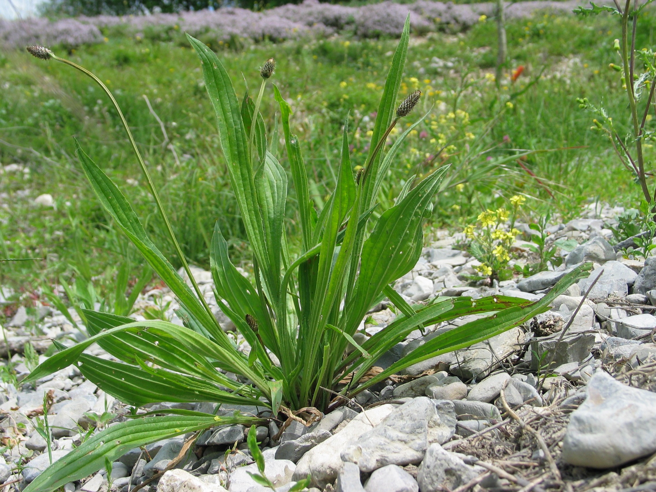 *Plantago lanceolata* growing *in situ*.