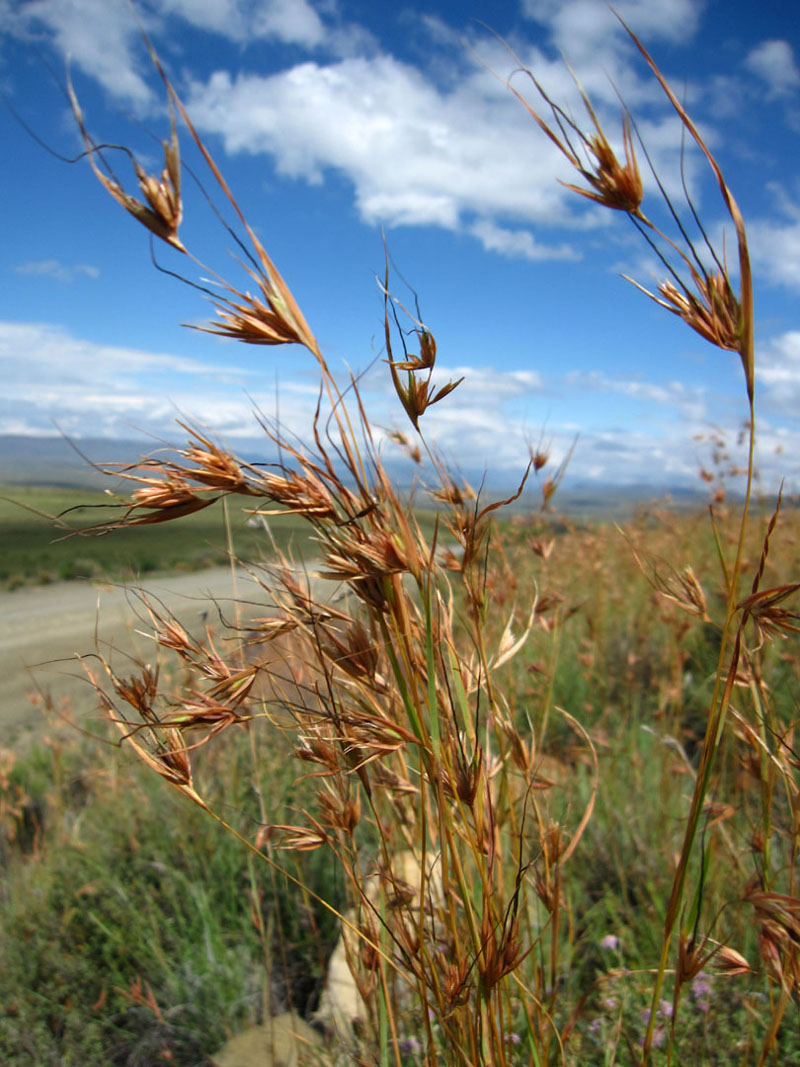 Themeda triandra growing in situ.